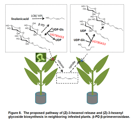 安徽农业大学宋传奎教授课题组在(Z)-3-己烯醇糖基化介导茶树种间相互作用方面取得新突破