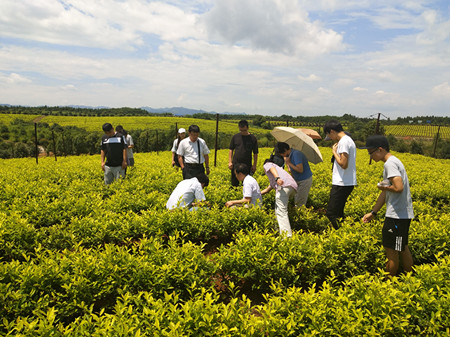 合作共建聚党员力量,联动聚力助企业攻坚——茶学教工第二党支部开展主题党员活动日