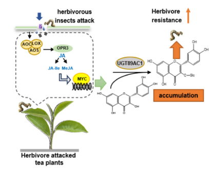 《Plant, Cell & Environment》刊发我校宋传奎团队与中茶所孙晓玲团队合作发现茶树黄酮醇抗虫新机制