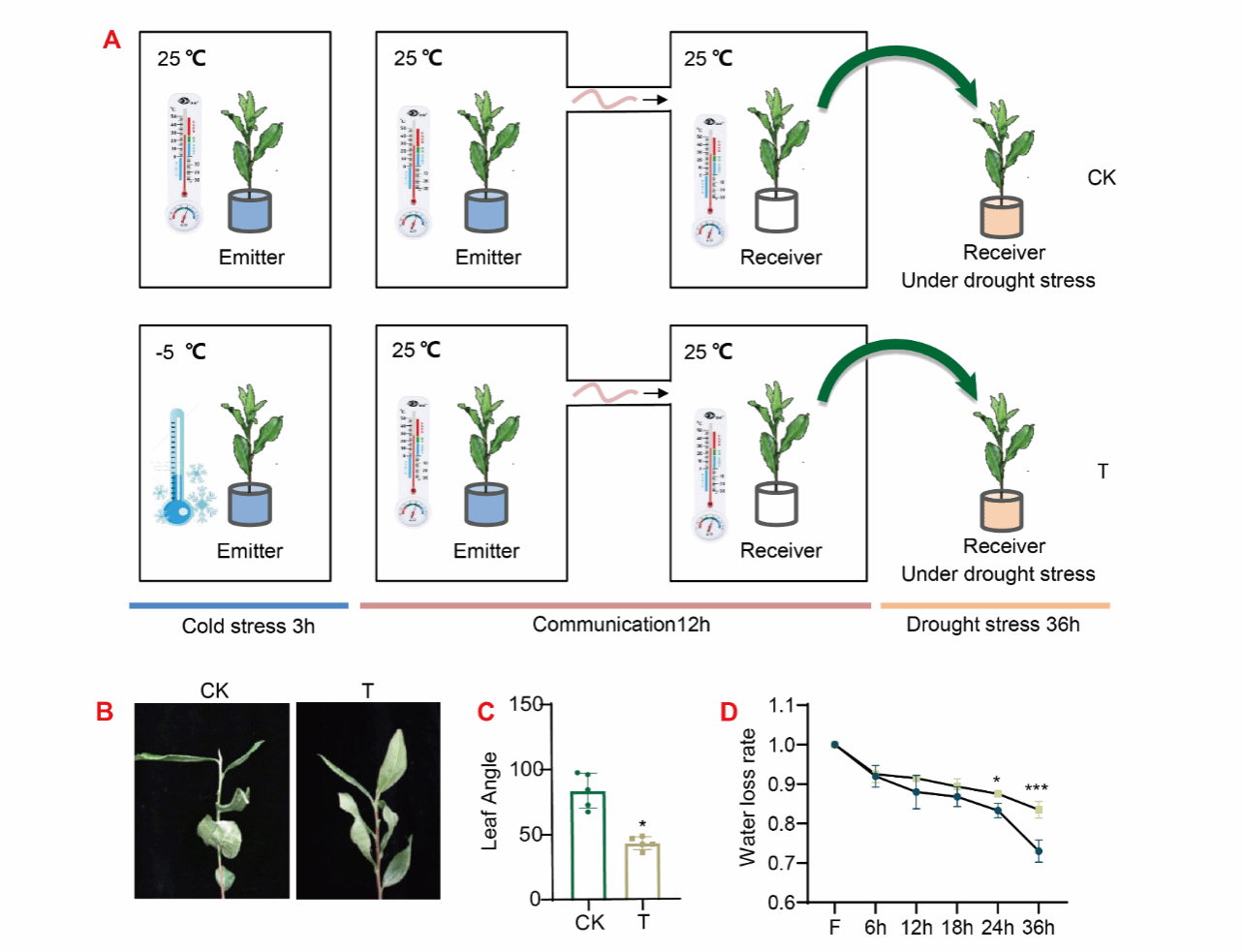 《Plant Physiology》刊发宋传奎团队在挥发物质糖苷化调控茶树低温和干旱胁迫机制方面取得新进展