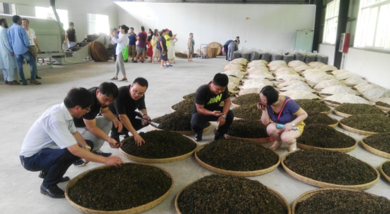 产学研深度融合助力皖西黄茶产业发展—安农大茶食学院教工党支部开展主题党日活动