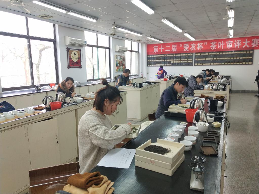 茶与食品科技学院第十二届茶叶审评大赛圆满举办