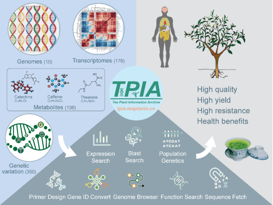 《Nucleic Acids Research》刊发夏恩华开发的山茶属植物多功能基因组数据库与分析平台