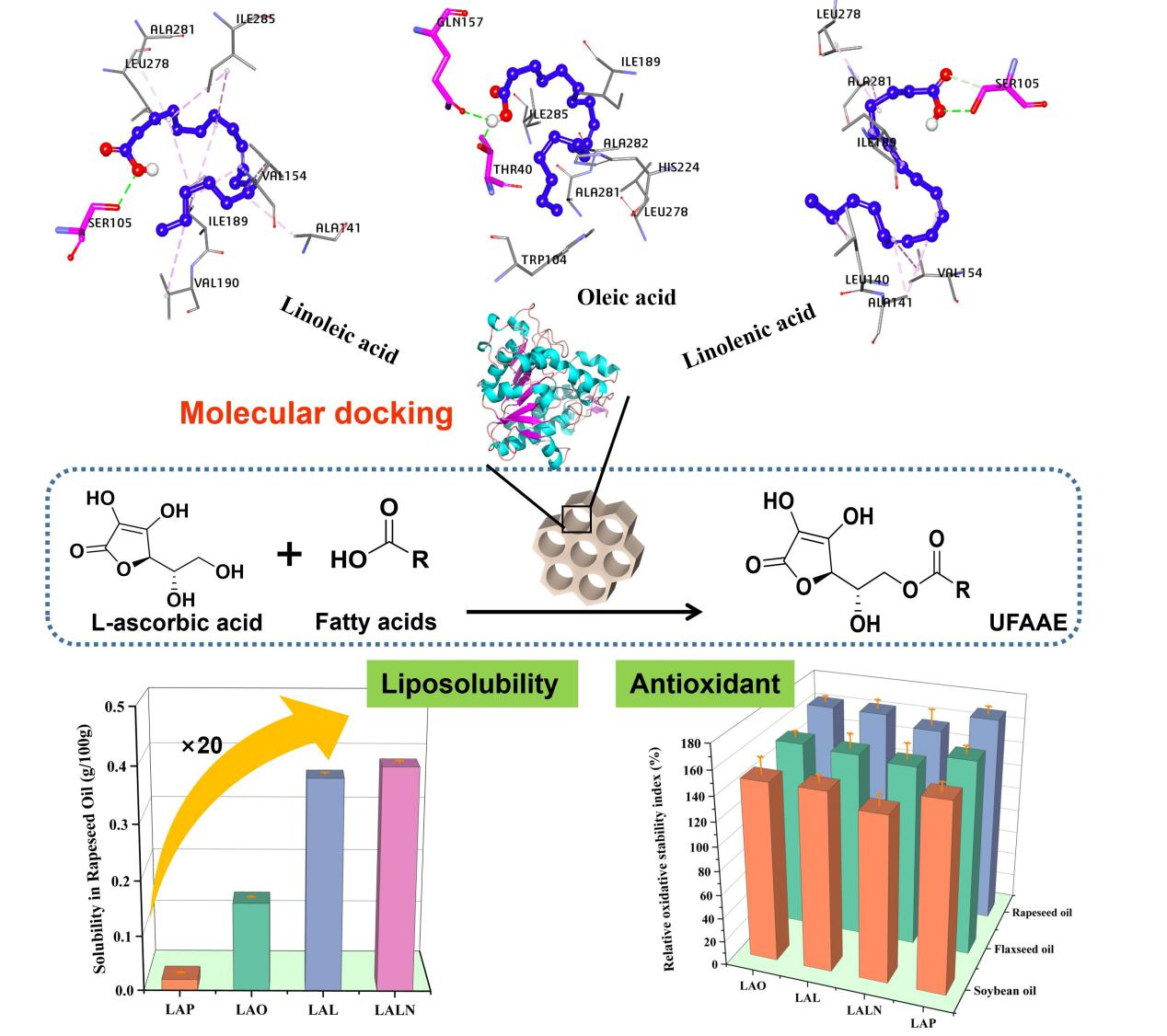 我院在油脂抗氧化剂的酶法制备和新产品创制领域取得重要进展
