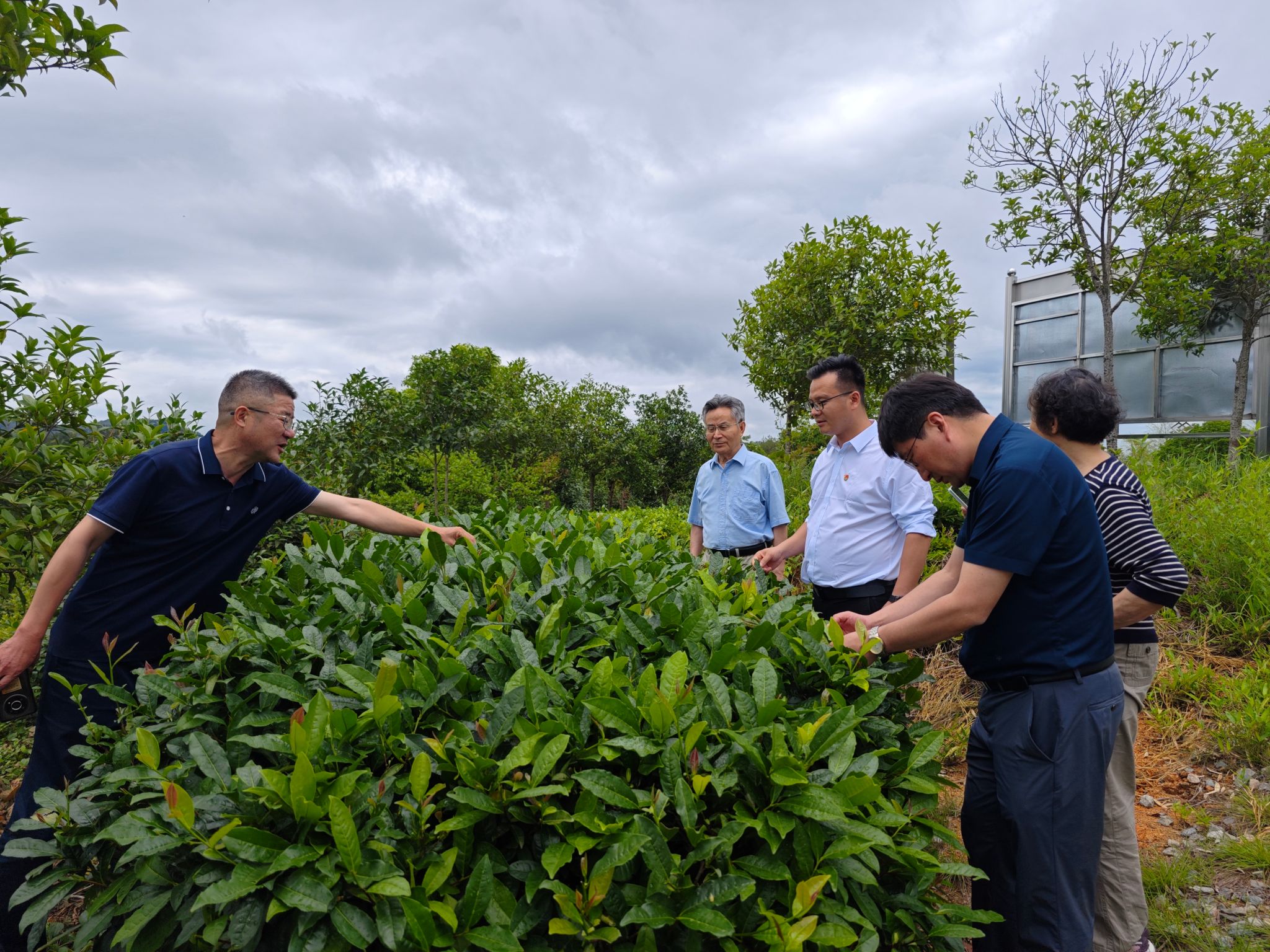 茶业系教工党支部开展“科技助力茶产业”主题党日活动