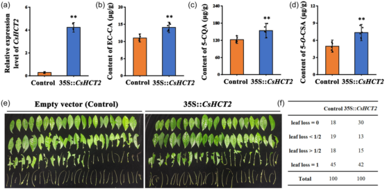 《Plant, Cell & Environment》刊发夏涛团队基于深度学习结合靶向代谢组学实现茶园中咀嚼式害虫损伤的监测及防御化合物的筛选
