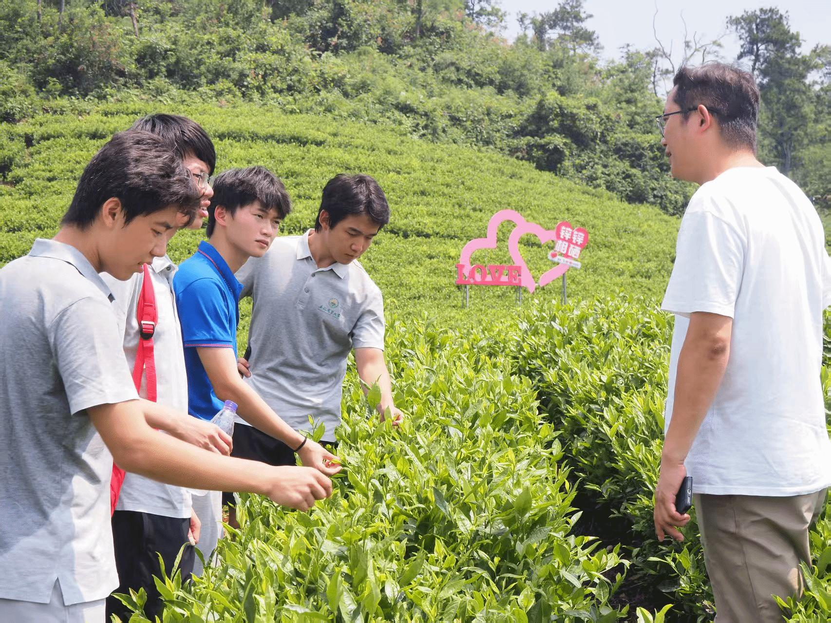 茶业学院赴安庆怀宁县开展暑期“三下乡”社会实践活动