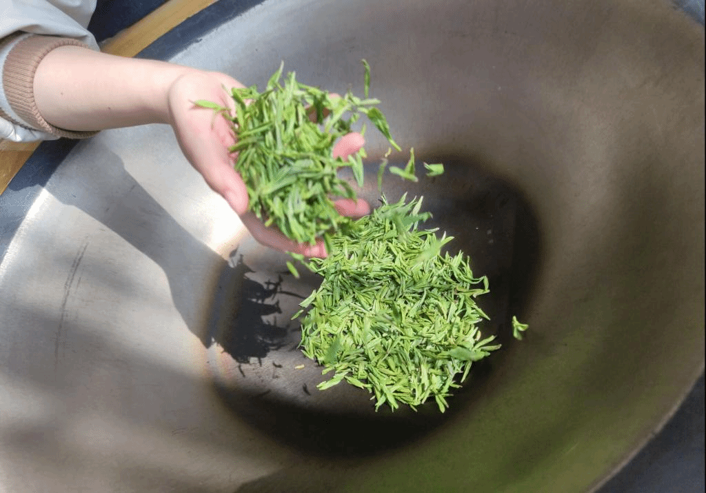 暖春茶景好熱炒翠茗香我院第六屆手工茶炒制大賽圓滿舉辦