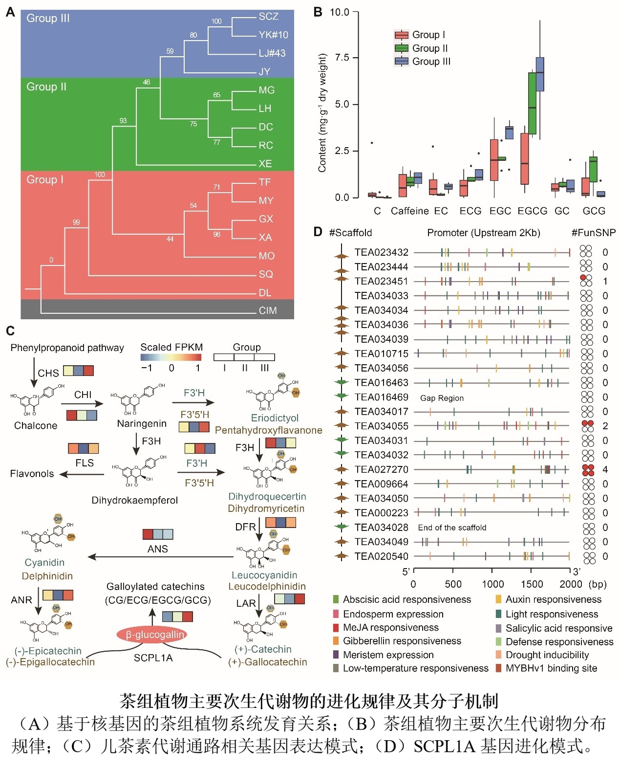 我校茶学国家重点实验室成功构建茶树基因组学与生物信息学分析平台